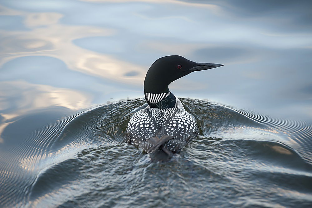 Similar – Duck good, all good Animal