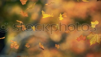 Similar – Herbstklang Baum Blatt