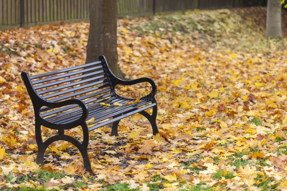 leere Stühle im Herbstgarten