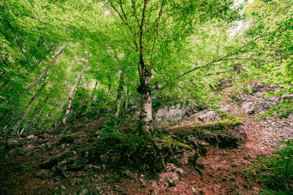 Similar – Foto Bild Herbstwald Wald Baum