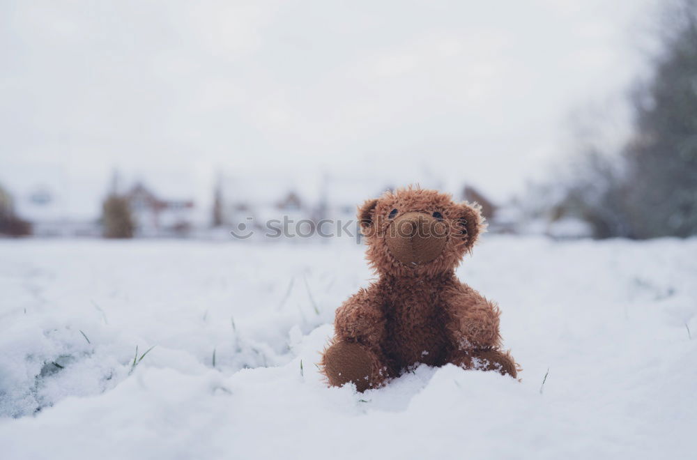 Similar – old teddy bear in a scarf sits on white snow