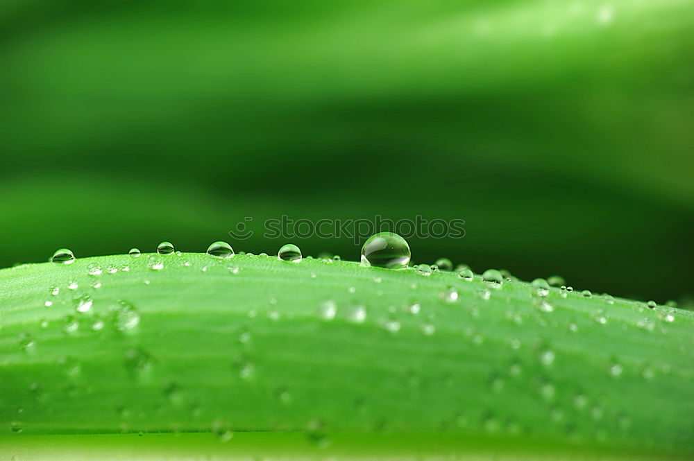 Similar – Image, Stock Photo Wet spring Life Harmonious