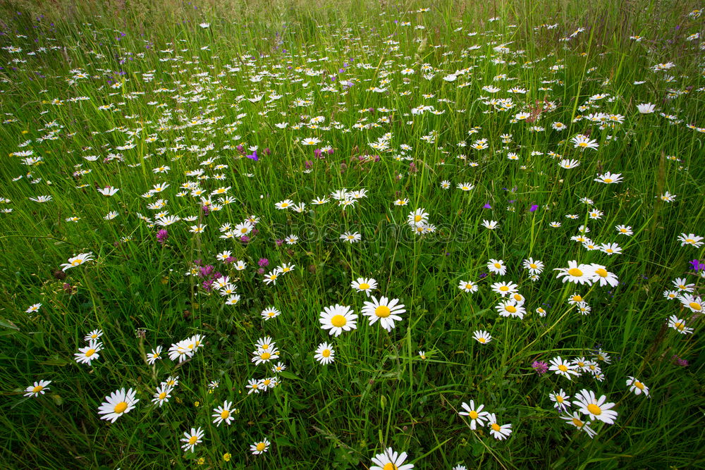 Similar – Image, Stock Photo bee perspective Meadow