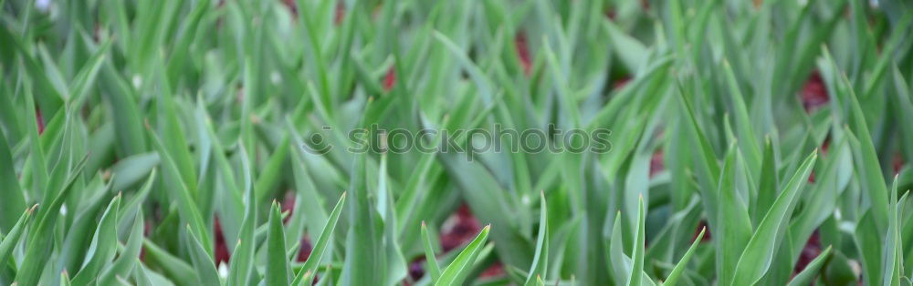 Similar – urban gardening bio fenchel