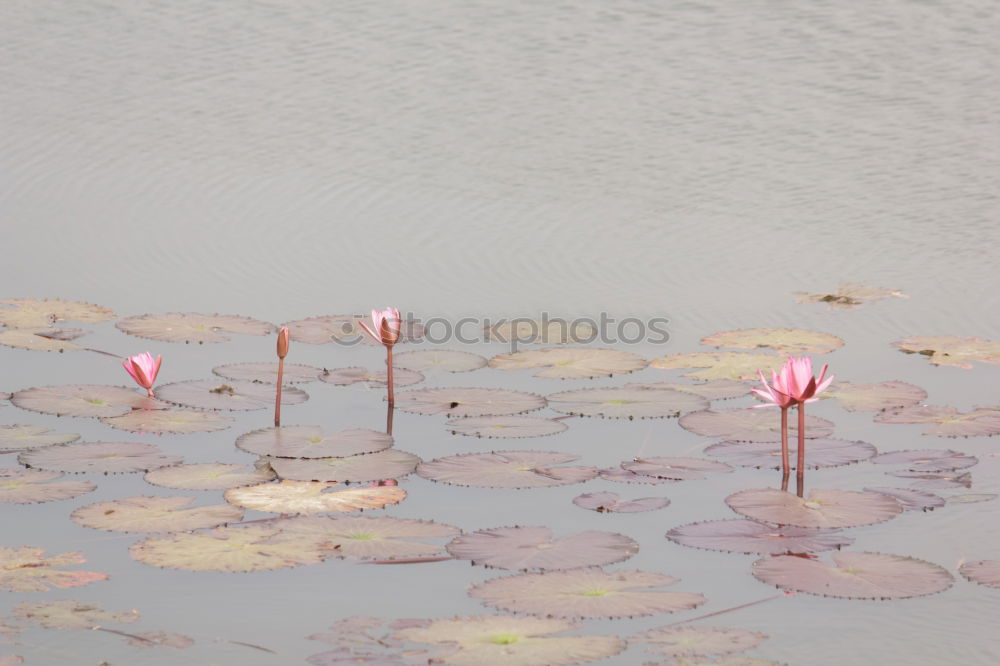 Similar – | | | | Lake Grass Stalk