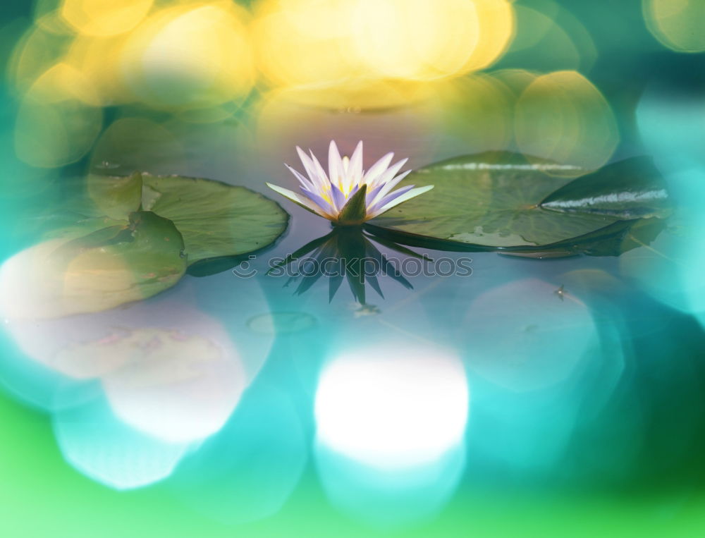 Similar – Image, Stock Photo White Clover Garden plants