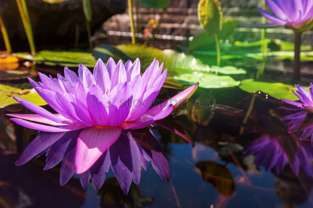 Similar – Image, Stock Photo well Nature Plant Summer