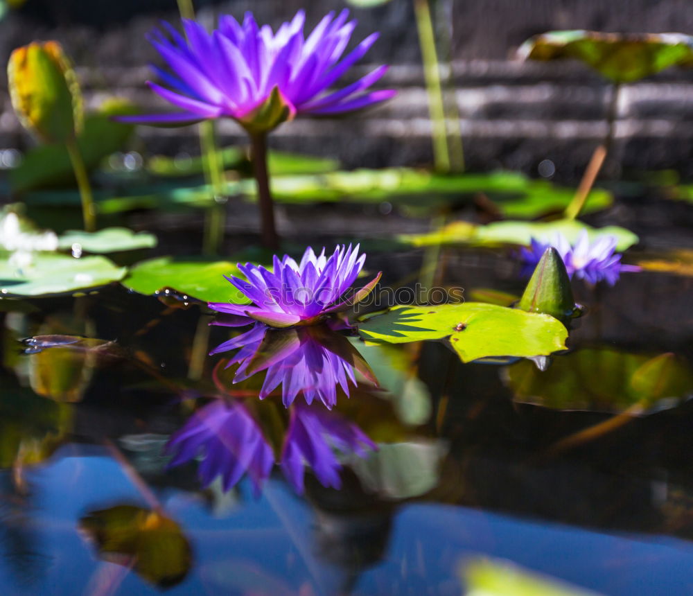 Image, Stock Photo well Nature Plant Summer