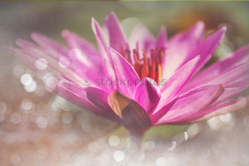 Similar – Image, Stock Photo straw flowers Elegant