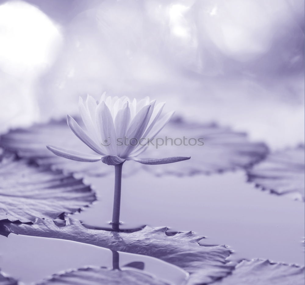 Similar – Image, Stock Photo flowery airfield Runway