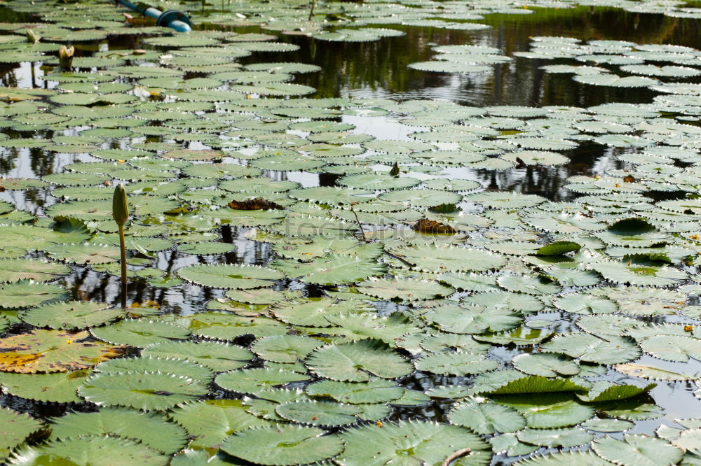 Similar – Frog in the pond