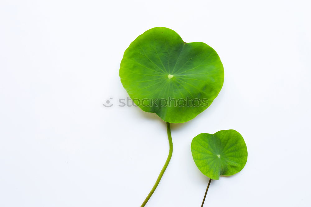 Similar – Image, Stock Photo Happiness found III Clover