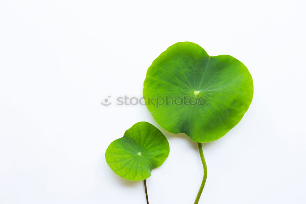 Similar – Image, Stock Photo Happiness found III Clover