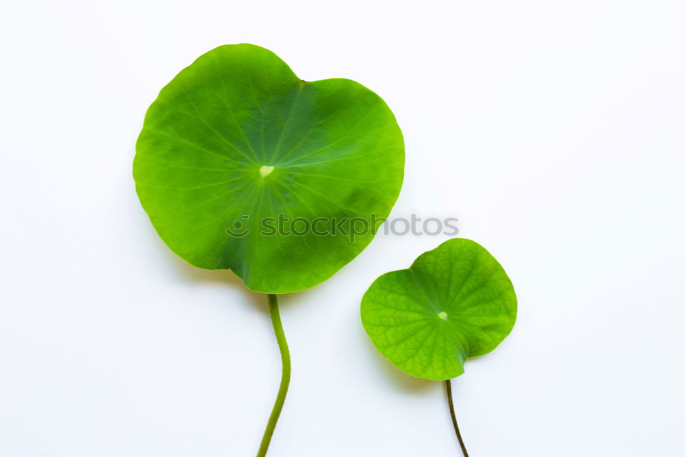 Similar – Image, Stock Photo Happiness found III Clover