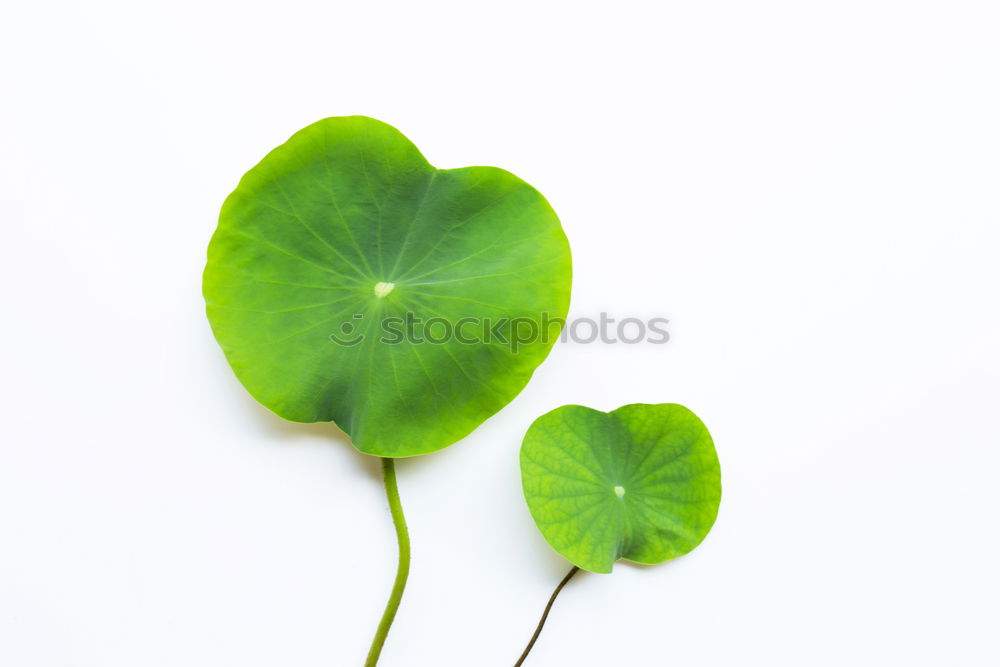 Similar – Image, Stock Photo Happiness found III Clover