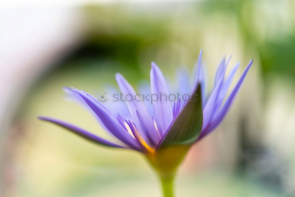 Similar – Image, Stock Photo nigella damascena Life