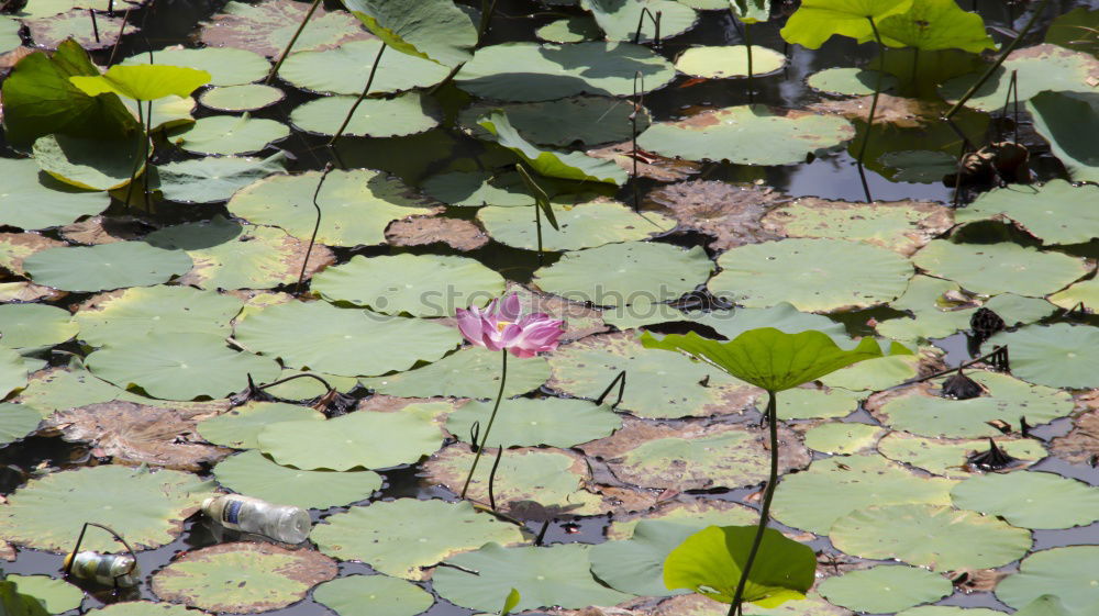 Similar – Wasserfrosch Tier Wildtier