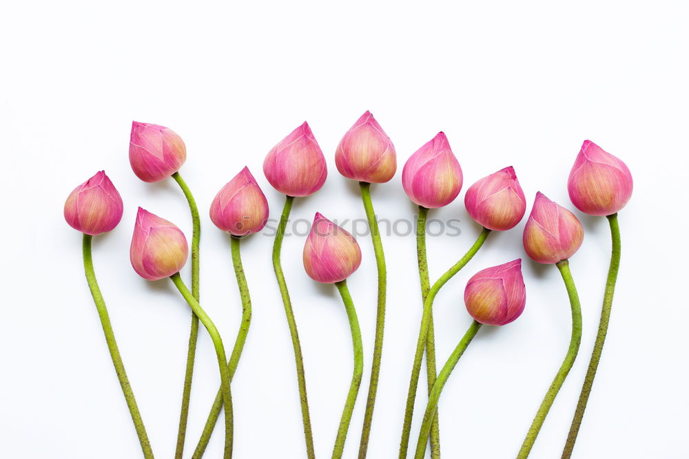 Beautiful pink white tulips