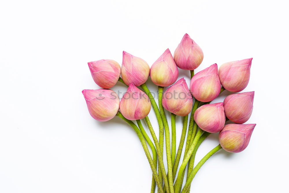 Similar – Beautiful pink white tulips