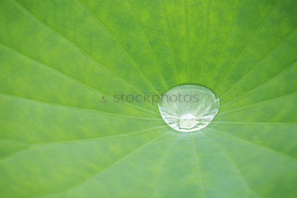 Similar – strawberry leaf