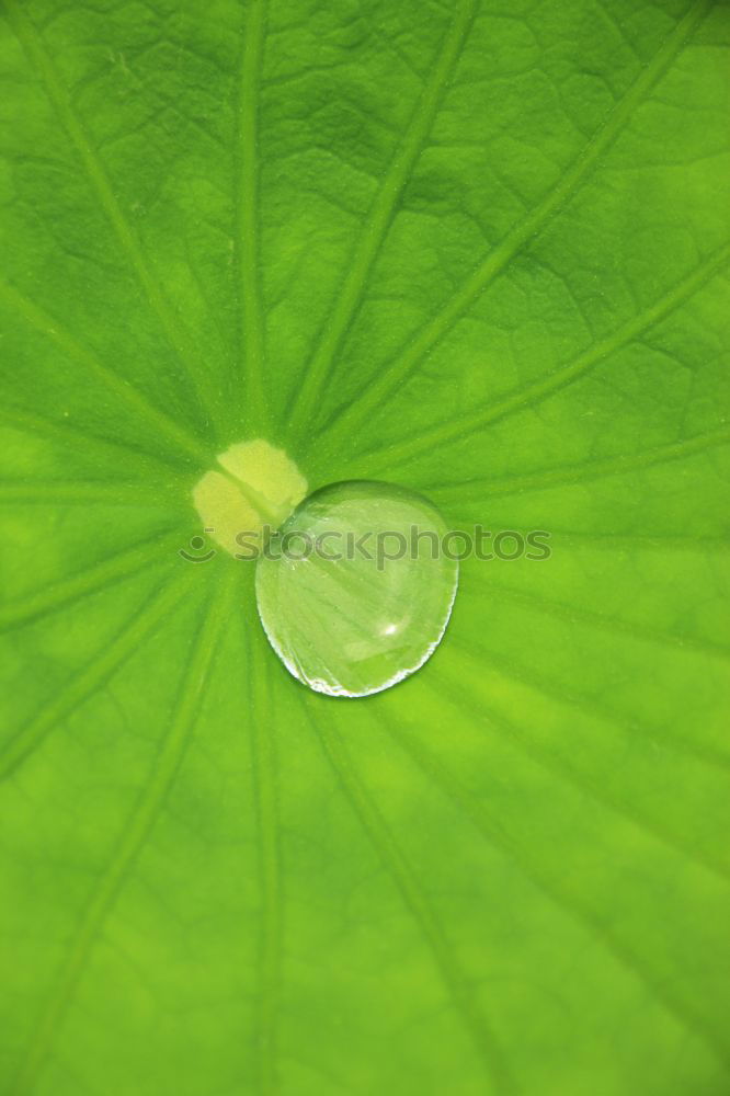 Similar – Image, Stock Photo two limes, one’s got it.