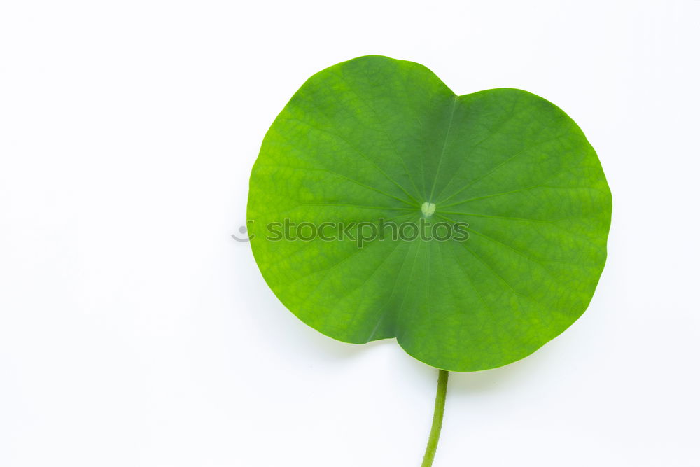 Similar – Image, Stock Photo Happiness found III Clover