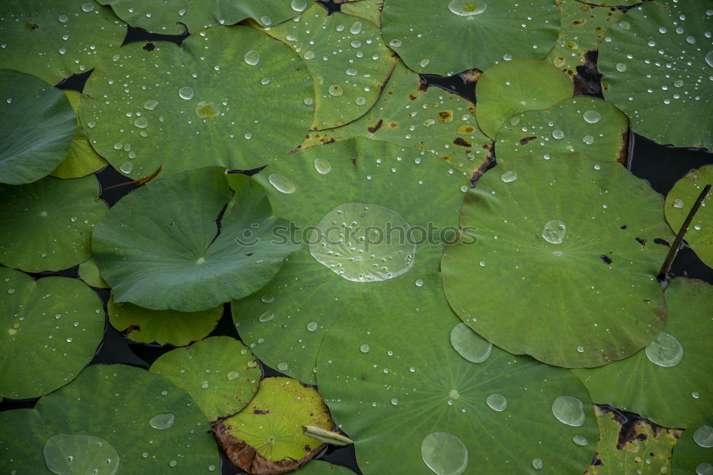 Similar – filigree Nature Plant Leaf