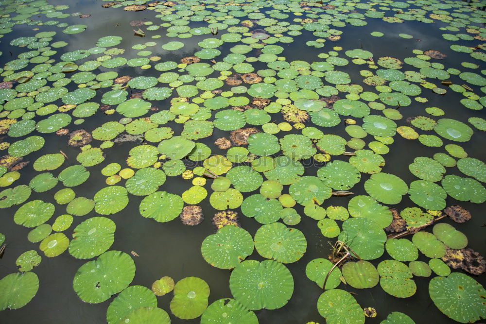 Similar – Image, Stock Photo The Companions Water