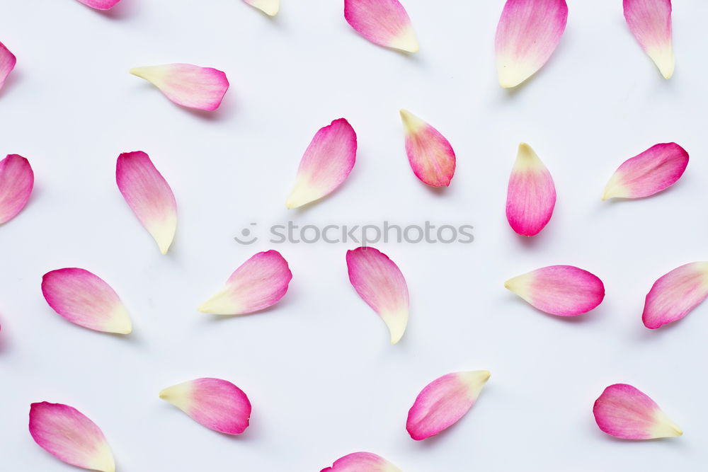 Similar – Image, Stock Photo Envelope with flowers