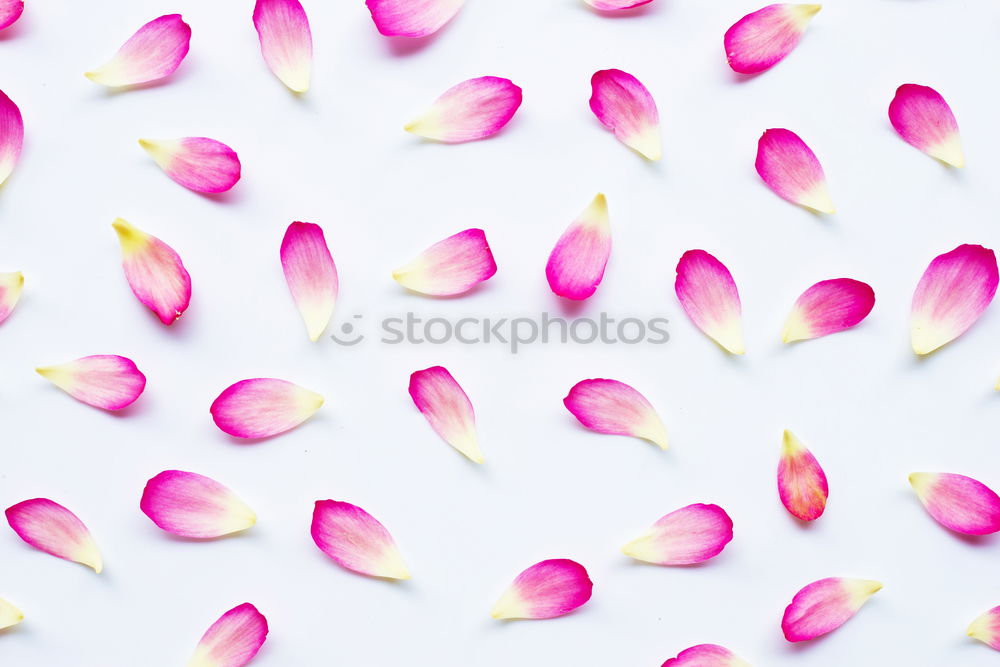 Similar – Image, Stock Photo tulip leaves Leaf Faded