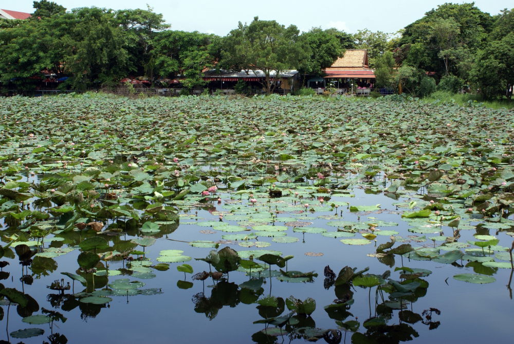 Pavilion in the Lotus Sea