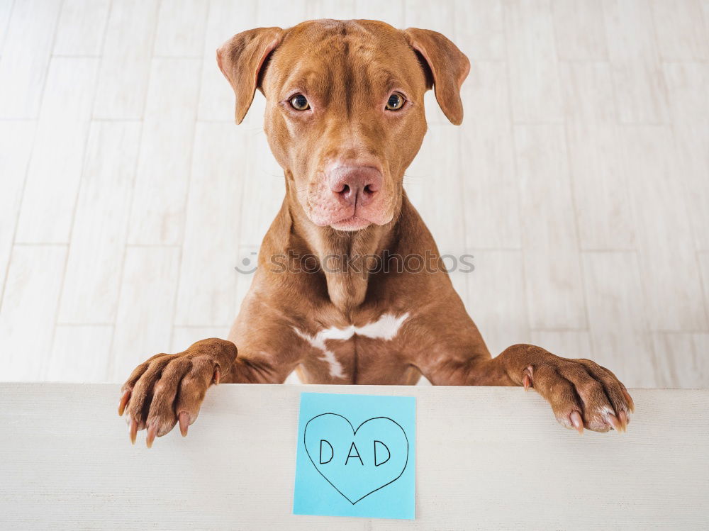 Similar – Image, Stock Photo cute small dog lying white sheet with hello world message