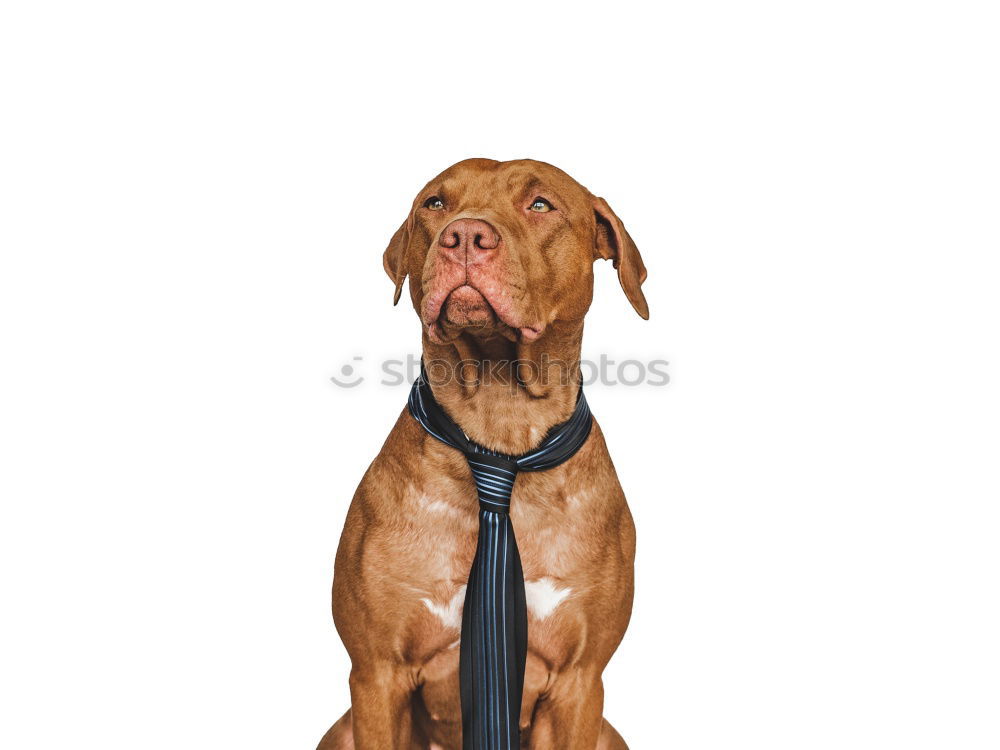 Similar – Image, Stock Photo Vizsla Animal Park Pet Dog