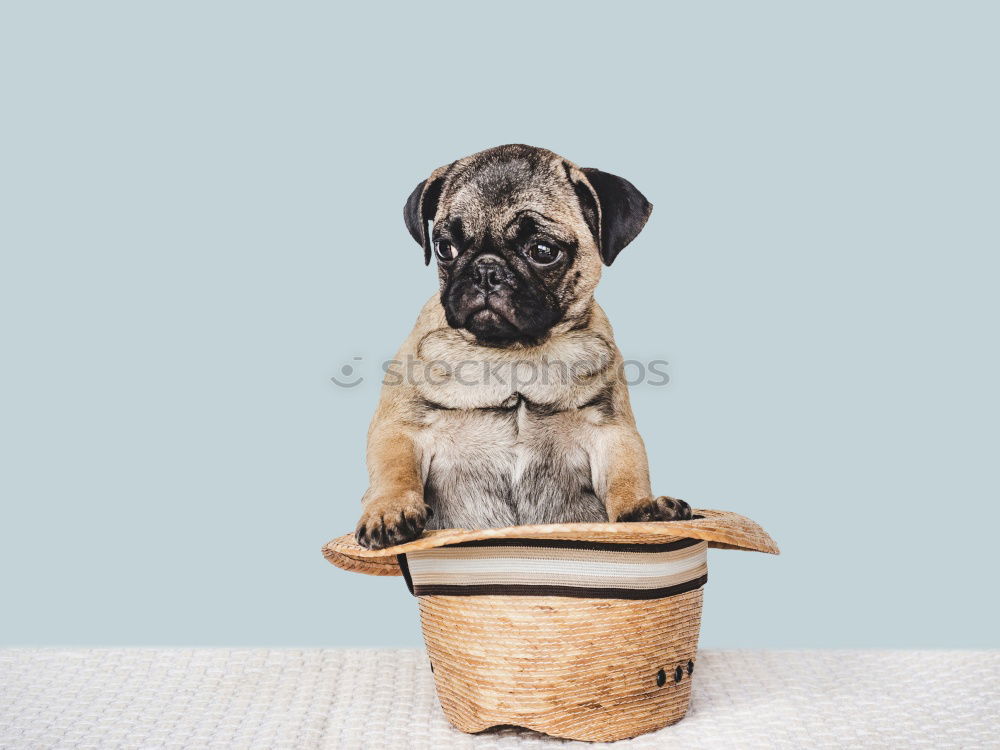 Similar – cute small jack russell dog at home waiting to eat his food in a bowl. Pets indoors