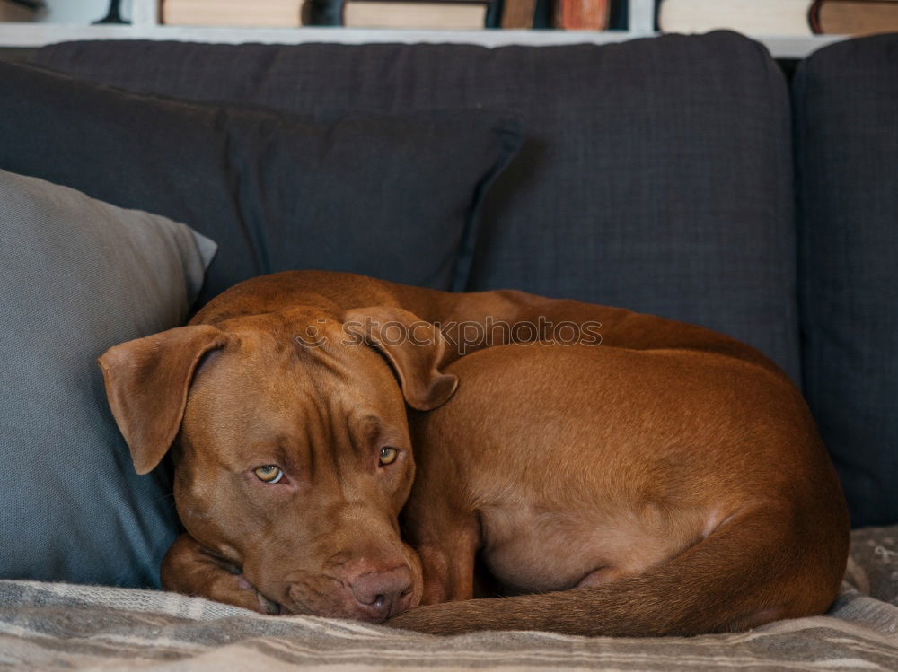 Similar – Image, Stock Photo Labrador, chocolate-coloured, animal portrait