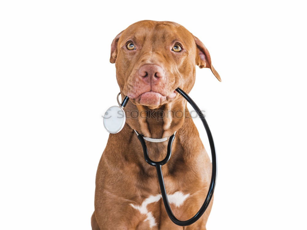 Similar – Image, Stock Photo Portrait of a cute doctor dog sitting on bed.