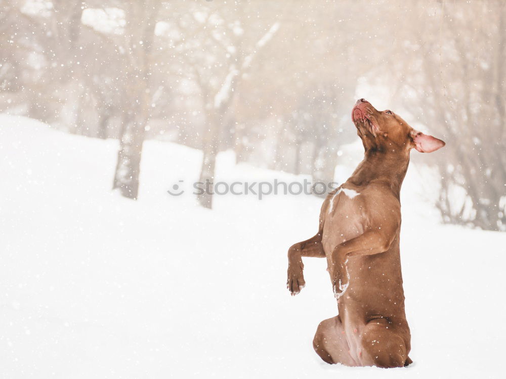 Image, Stock Photo Wild Dog 01 Nature Winter