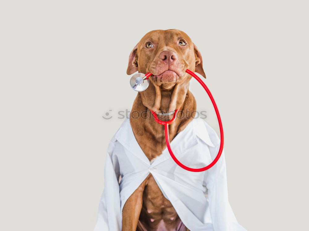 Similar – Image, Stock Photo Portrait of a cute doctor dog sitting on bed.