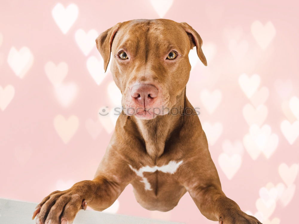 Similar – portrait of a cute dog sitting on bed with a red heart.