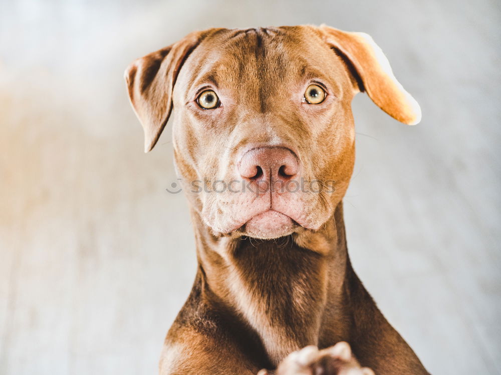 Similar – close up portrait of a cute small dog sitting on bed