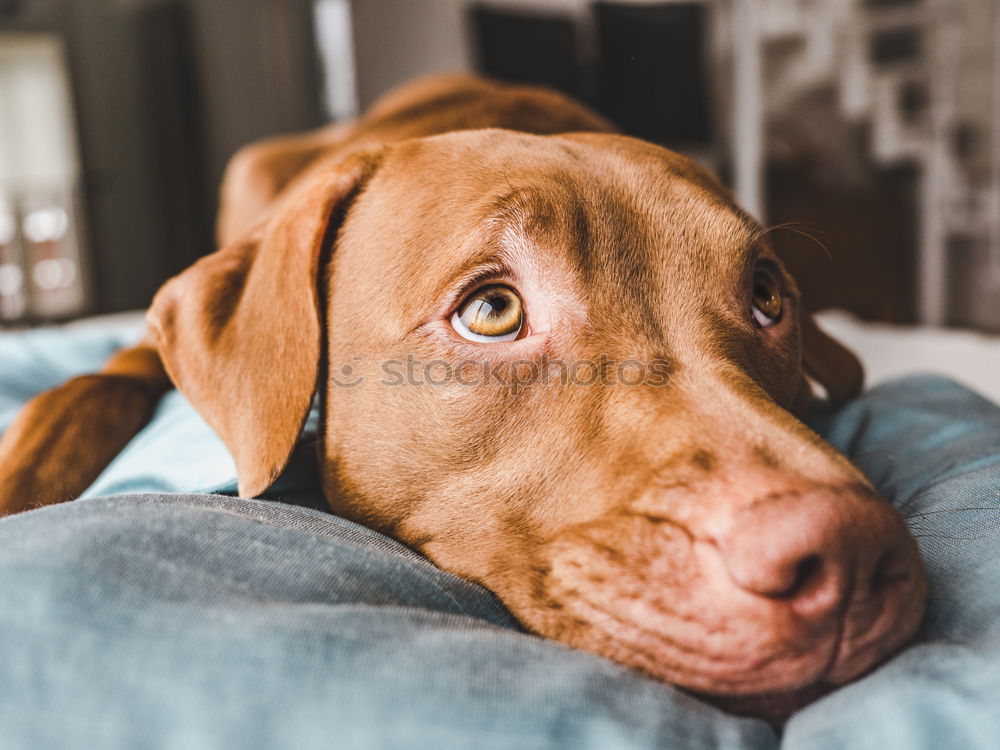 Similar – Sleepy Puppy Animal Pet