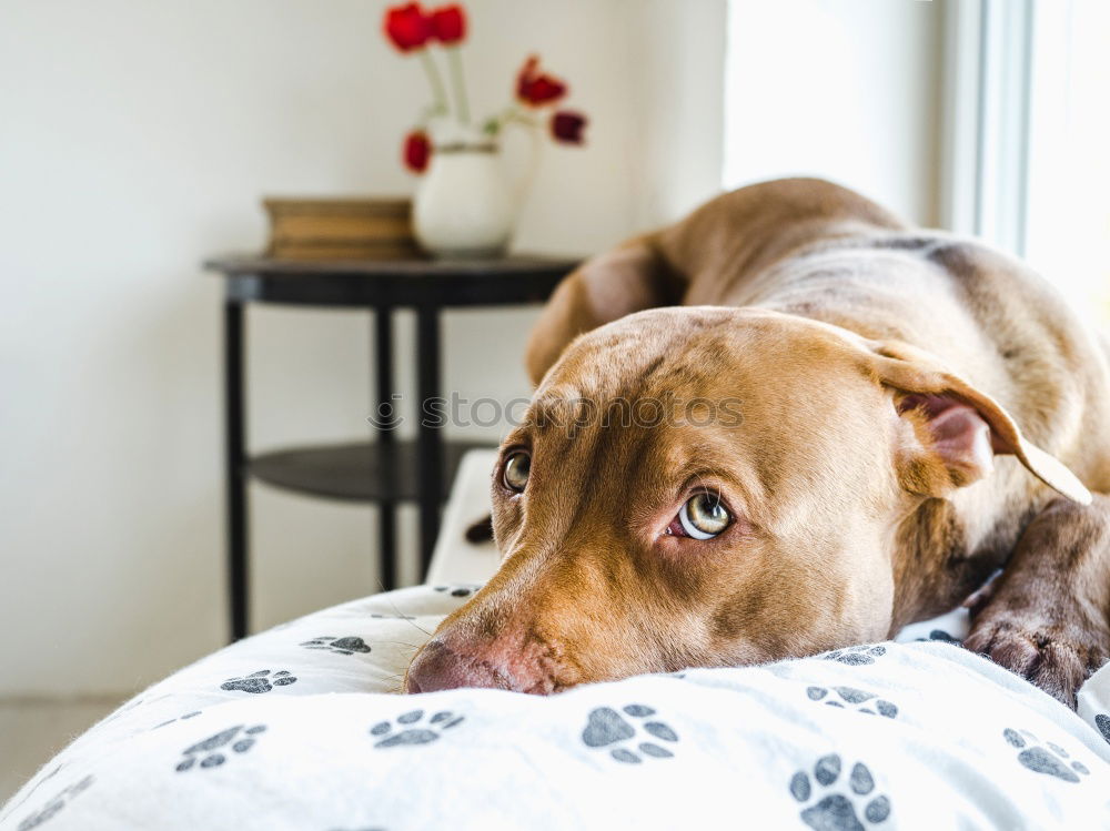 Similar – close up portrait of a cute small dog sitting on bed