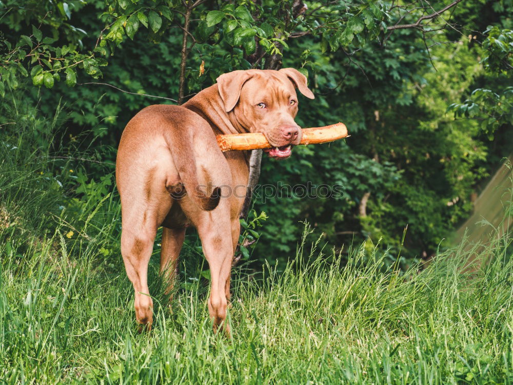 Similar – Image, Stock Photo Innocent Dog Animal Hunter