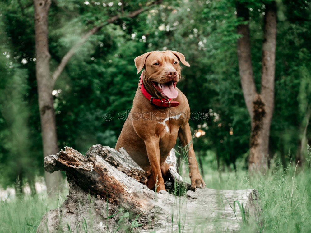 Similar – Dog standing on a stack of wood in the forest