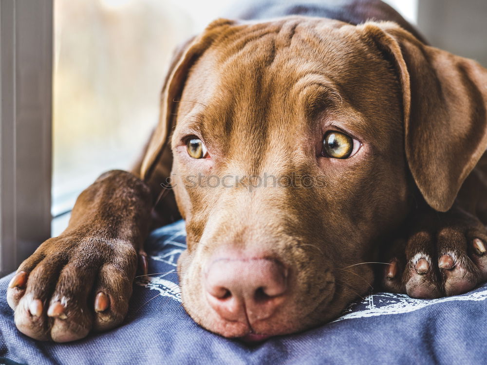 Similar – Image, Stock Photo Labrador, chocolate-coloured, animal portrait