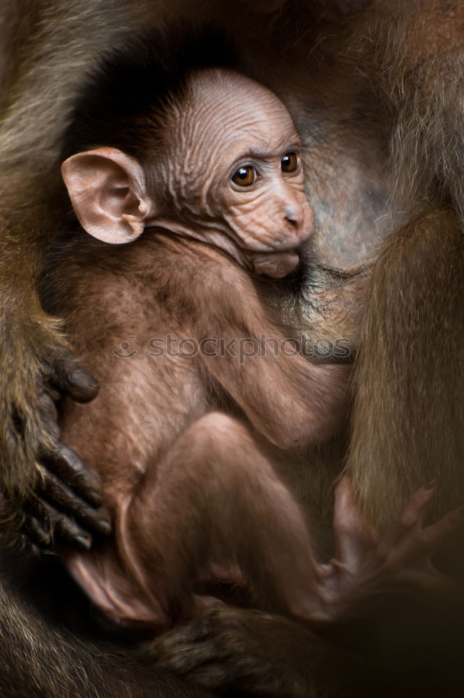 Image, Stock Photo baby monkey Sri Lanka