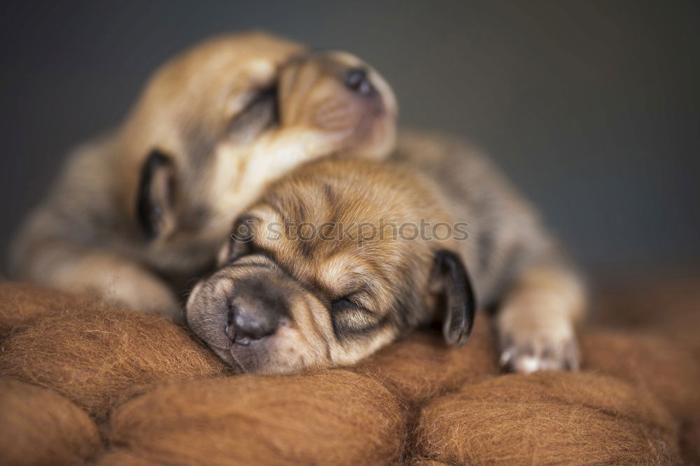 Image, Stock Photo autumn weather Animal Pet