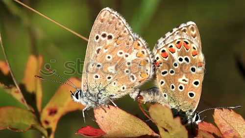 Similar – Image, Stock Photo resting in the bush Garden