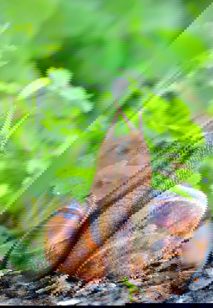 Similar – Image, Stock Photo end of meeting Blossom