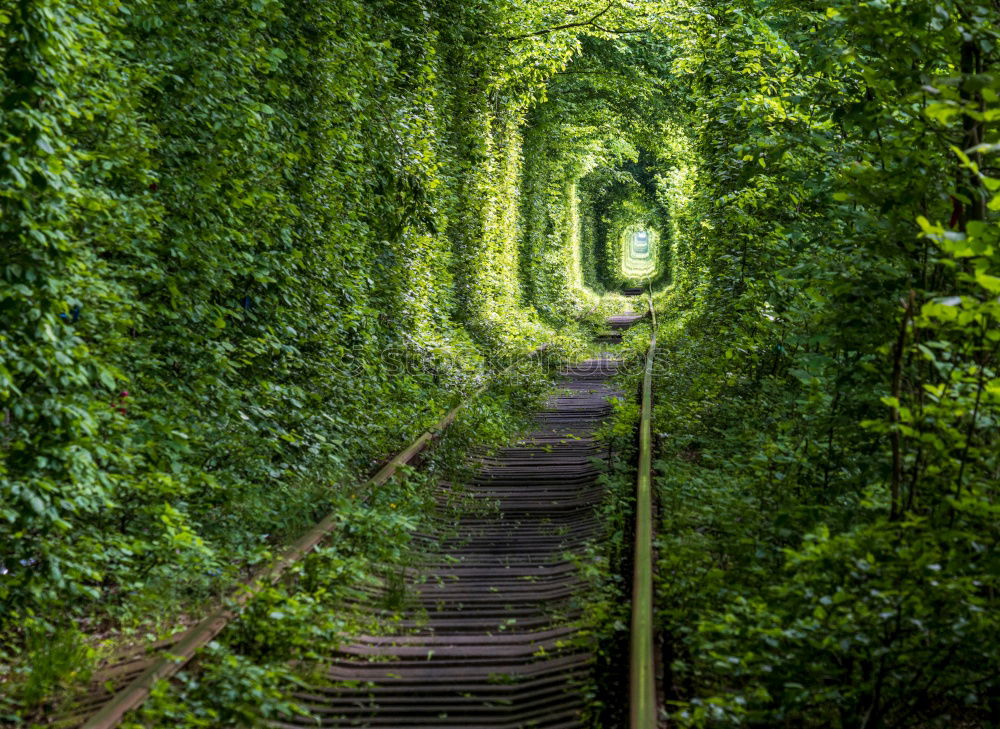 Similar – Green Avenue in Ireland